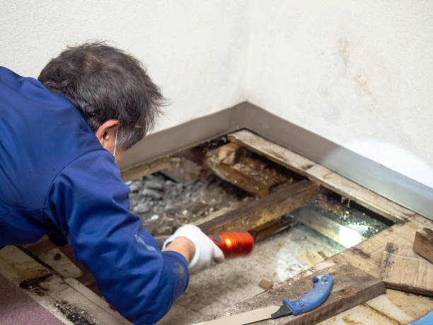 Crawl Space Mold Removal in Freeland, WA