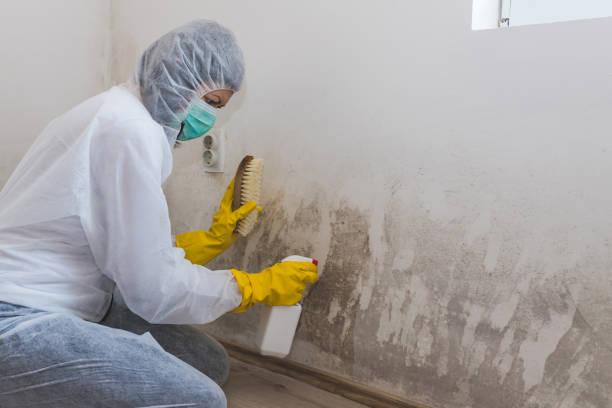 Best Certified Mold Removal  in Freeland, WA