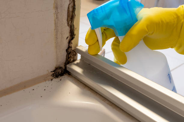 Best Emergency Mold Removal  in Freeland, WA