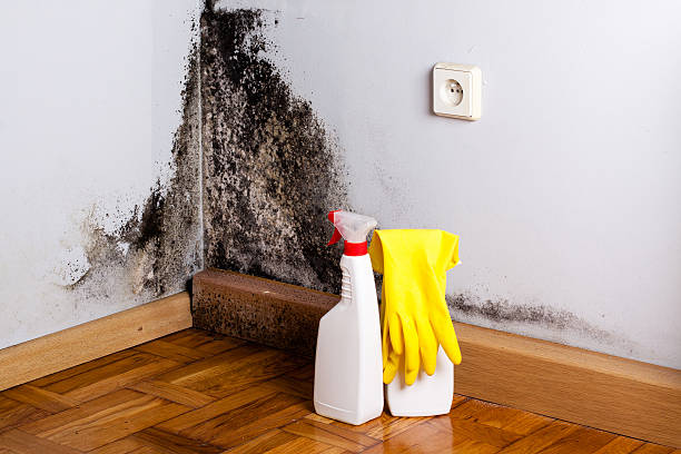 Best Attic Mold Removal  in Freeland, WA
