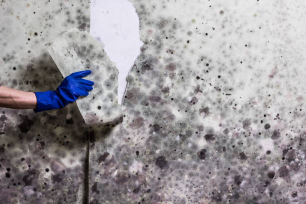 Best Fast Mold Removal  in Freeland, WA