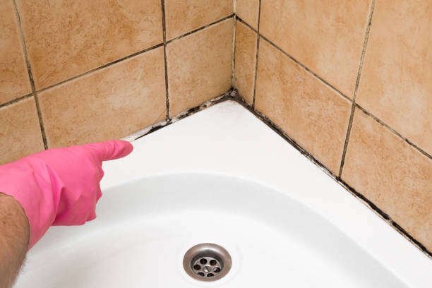 Best Crawl Space Mold Removal  in Freeland, WA